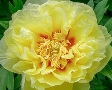 Pivoňka Itoh-hybrid 'Bartzella'