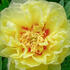 paeonia-itoh-hybrid-bartzella.jpg