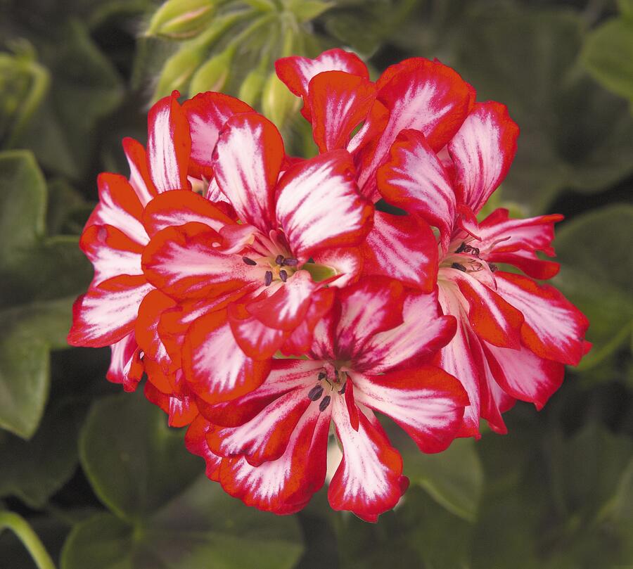 Muškát, pelargonie převislá jednoduchá 'Atlantic Red Star' - Pelargonium peltatum 'Atlantic Red Star'