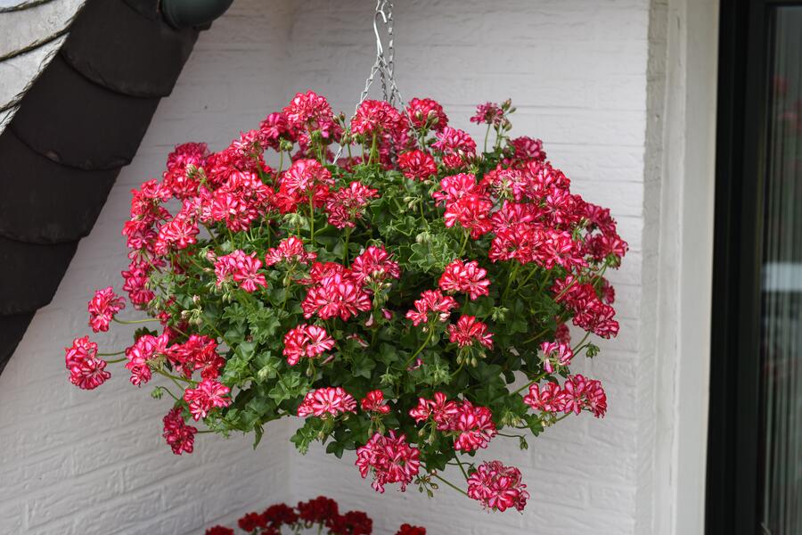 Muškát, pelargonie převislá jednoduchá 'Atlantic Red Star' - Pelargonium peltatum 'Atlantic Red Star'