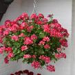 Muškát, pelargonie převislá jednoduchá 'Atlantic Red Star' - Pelargonium peltatum 'Atlantic Red Star'