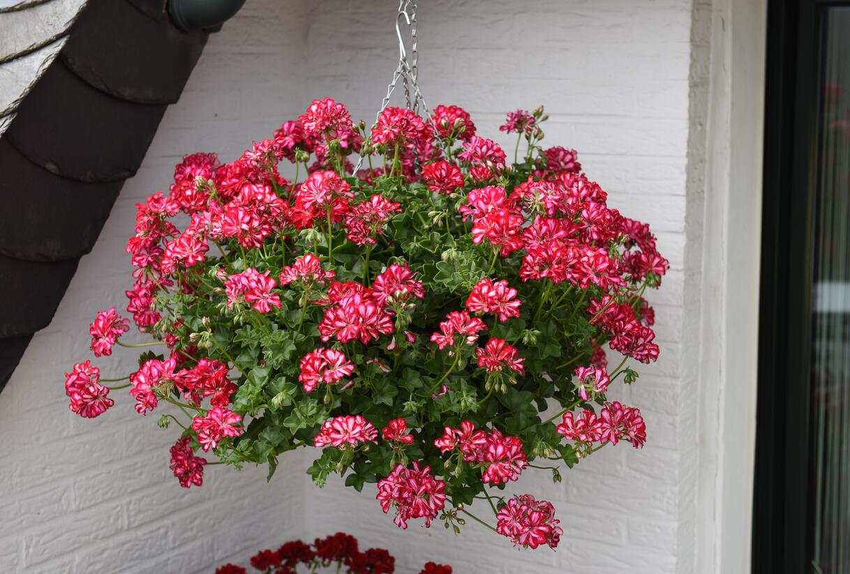 Muškát, pelargonie převislá plnokvětá 'Atlantic Red Star' - Pelargonium peltatum 'Atlantic Red Star'
