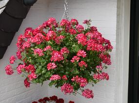 Muškát, pelargonie převislá plnokvětá 'Atlantic Red Star' - Pelargonium peltatum 'Atlantic Red Star'