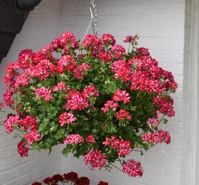 Muškát, pelargonie převislá jednoduchá 'Atlantic Red Star' - Pelargonium peltatum 'Atlantic Red Star'