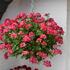 muskat-pelargonie-previsla-jednoducha-atlantic-red-star.jpg