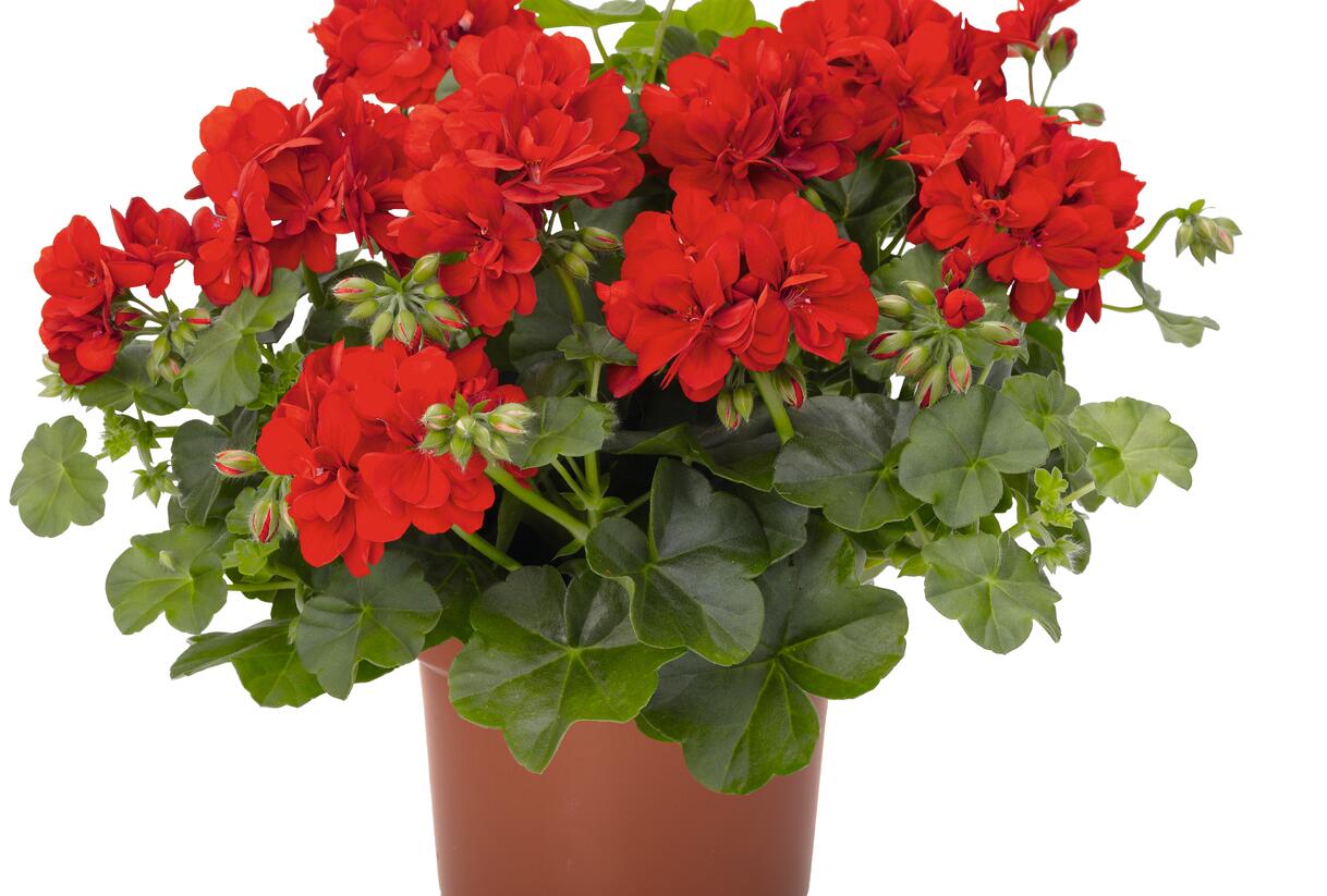 Muškát, pelargonie převislá plnokvětá 'Atlantic Red' - Pelargonium peltatum 'Atlantic Red'