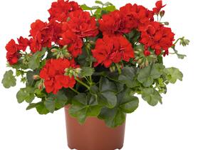 Muškát, pelargonie převislá plnokvětá 'Atlantic Red' - Pelargonium peltatum 'Atlantic Red'