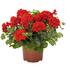 muskat-pelargonie-previsla-jednoducha-atlantic-red.jpg