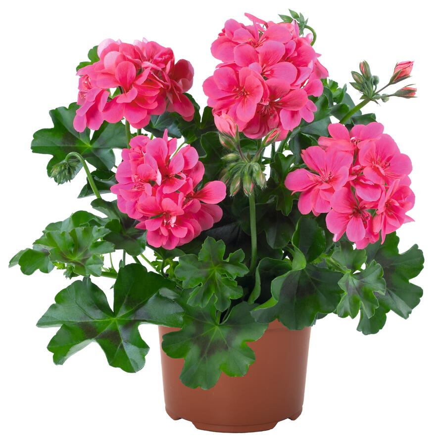 Muškát, pelargonie převislá jednoduchá 'Atlantic Candy' - Pelargonium peltatum 'Atlantic Candy'