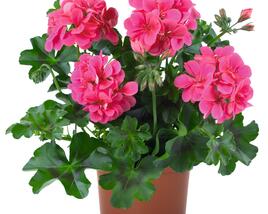 Muškát, pelargonie převislá plnokvětá 'Atlantic Fuchsia'