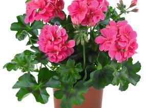 Muškát, pelargonie převislá plnokvětá 'Atlantic Fuchsia' - Pelargonium peltatum 'Atlantic Fuchsia'