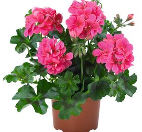 Muškát, pelargonie převislá jednoduchá 'Atlantic Fuchsia' - Pelargonium peltatum 'Atlantic Fuchsia'