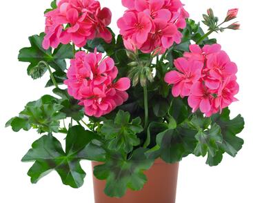 Muškát, pelargonie převislá plnokvětá 'Atlantic Fuchsia'