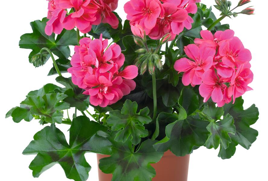 Muškát, pelargonie převislá plnokvětá 'Atlantic Fuchsia' - Pelargonium peltatum 'Atlantic Fuchsia'