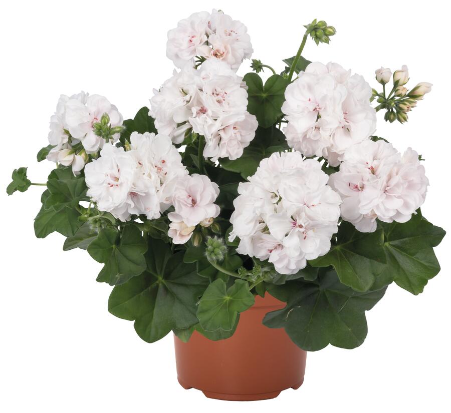 Muškát, pelargonie převislá plnokvětá 'Atlantic White' - Pelargonium peltatum 'Atlantic White'