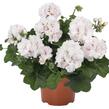 Muškát, pelargonie převislá plnokvětá 'Atlantic White' - Pelargonium peltatum 'Atlantic White'
