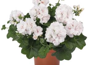 Muškát, pelargonie převislá plnokvětá 'Atlantic White' - Pelargonium peltatum 'Atlantic White'