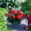 Muškát, pelargonie páskatá 'Savannah Red' - Pelargonium zonale 'Savannah Red'