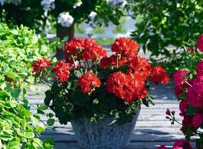 Muškát, pelargonie páskatá 'Savannah Red' - Pelargonium zonale 'Savannah Red'
