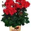 Muškát, pelargonie páskatá 'Savannah Red' - Pelargonium zonale 'Savannah Red'