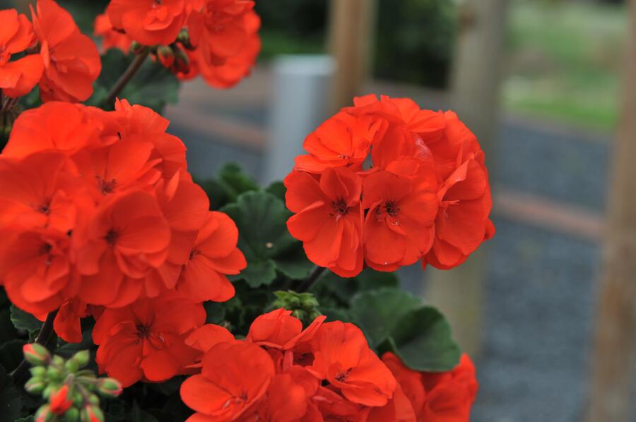 Muškát, pelargonie páskatá 'Savannah Oh So Orange' - Pelargonium zonale 'Savannah Oh So Orange'