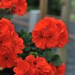 Muškát, pelargonie páskatá 'Savannah Oh So Orange' - Pelargonium zonale 'Savannah Oh So Orange'