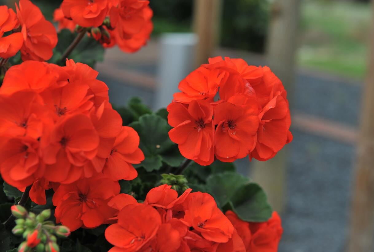 Muškát, pelargonie páskatá 'Savannah Oh So Orange' - Pelargonium zonale 'Savannah Oh So Orange'