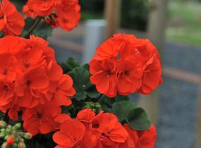 Muškát, pelargonie páskatá 'Savannah Oh So Orange' - Pelargonium zonale 'Savannah Oh So Orange'