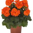 Muškát, pelargonie páskatá 'Savannah Oh So Orange' - Pelargonium zonale 'Savannah Oh So Orange'