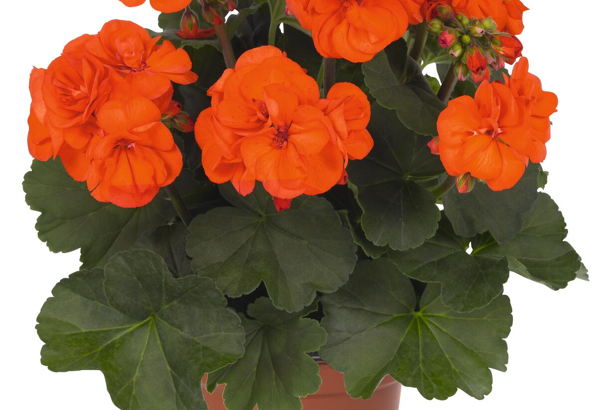Muškát, pelargonie páskatá 'Savannah Oh So Orange' - Pelargonium zonale 'Savannah Oh So Orange'