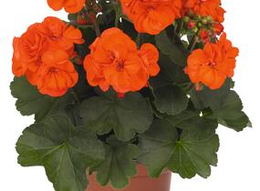 Muškát, pelargonie páskatá 'Savannah Oh So Orange' - Pelargonium zonale 'Savannah Oh So Orange'
