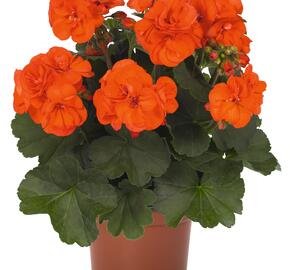 Muškát, pelargonie páskatá 'Savannah Oh So Orange' - Pelargonium zonale 'Savannah Oh So Orange'