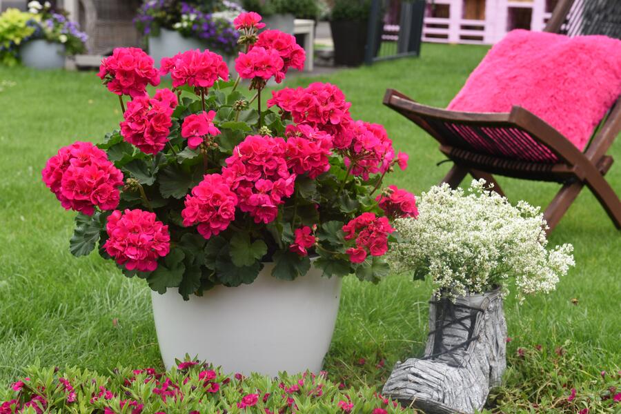 Muškát, pelargonie páskatá 'Savannah Violet' - Pelargonium zonale 'Savannah Violet'