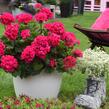 Muškát, pelargonie páskatá 'Savannah Violet' - Pelargonium zonale 'Savannah Violet'