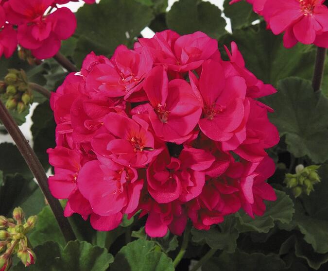 Muškát, pelargonie páskatá 'Savannah Violet' - Pelargonium zonale 'Savannah Violet'