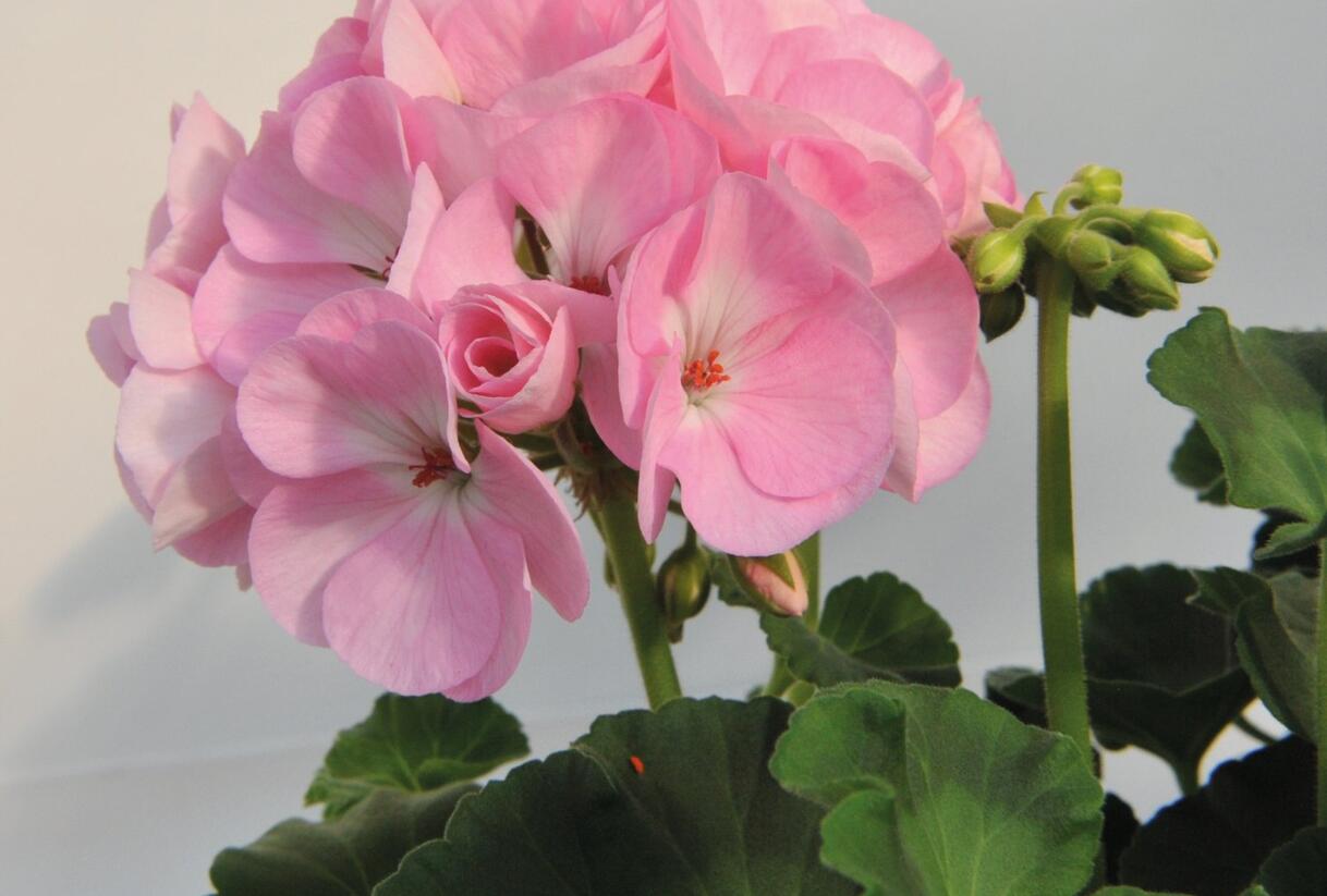 Muškát, pelargonie páskatá 'Green Idols Apple Blossom' - Pelargonium zonale 'Green Idols Apple Blossom'