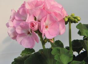 Muškát, pelargonie páskatá 'Green Idols Apple Blossom' - Pelargonium zonale 'Green Idols Apple Blossom'