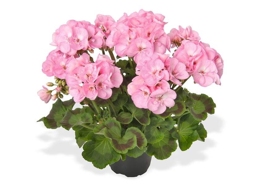 Muškát, pelargonie páskatá 'Green Idols Apple Blossom' - Pelargonium zonale 'Green Idols Apple Blossom'