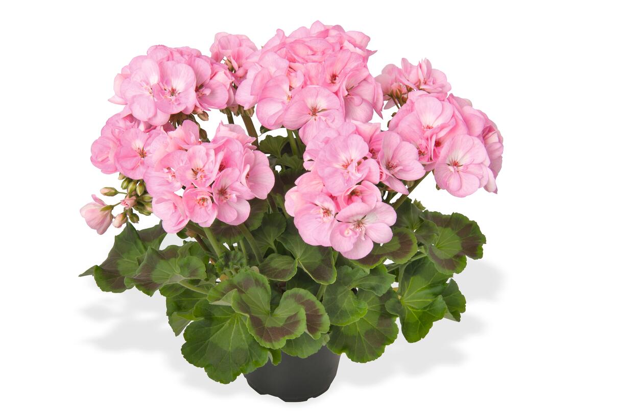 Muškát, pelargonie páskatá 'Green Idols Apple Blossom' - Pelargonium zonale 'Green Idols Apple Blossom'