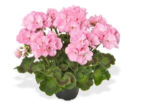 Muškát, pelargonie páskatá 'Green Idols Apple Blossom' - Pelargonium zonale 'Green Idols Apple Blossom'