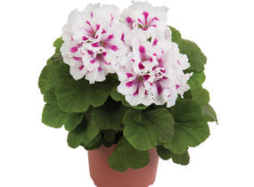 Muškát, pelargonie velkokvětá 'Elegance Royalty White' - Pelargonium grandiflorum 'Elegance Royalty White'