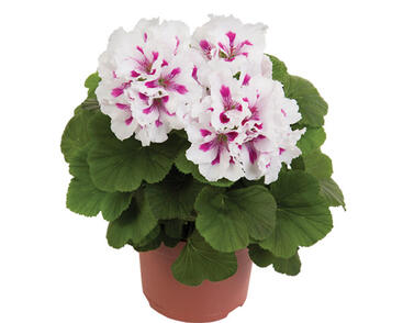 Muškát, pelargonie velkokvětá 'Elegance Royalty White'