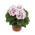 muskat-pelargonie-velkokveta-elegance-david.jpg