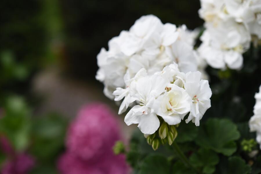 Muškát, pelargonie páskatá 'Savannah White' - Pelargonium zonale 'Savannah White'