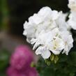 Muškát, pelargonie páskatá 'Savannah White' - Pelargonium zonale 'Savannah White'