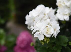 Muškát, pelargonie páskatá 'Savannah White' - Pelargonium zonale 'Savannah White'