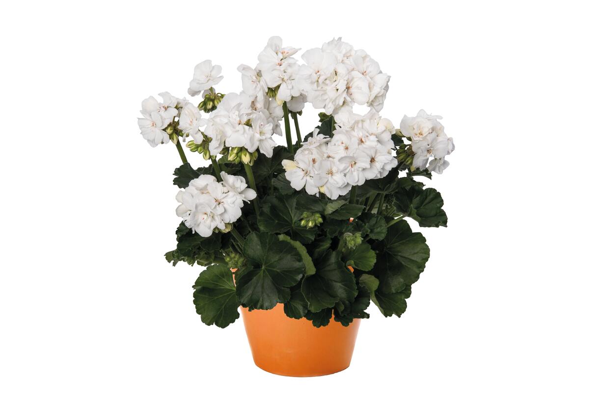Muškát, pelargonie páskatá 'Savannah White' - Pelargonium zonale 'Savannah White'