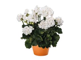 Muškát, pelargonie páskatá 'Savannah White' - Pelargonium zonale 'Savannah White'