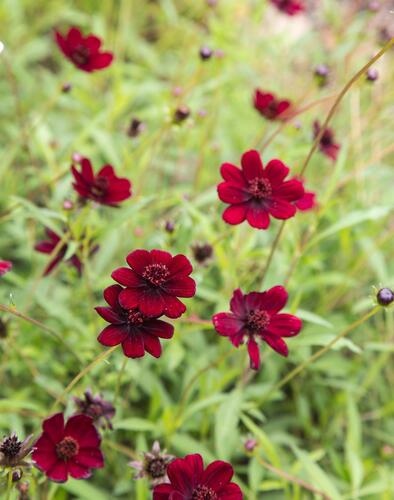 Krásenka zpeřená 'Chocolate' - Cosmos atrosanguineus 'Chocolate'