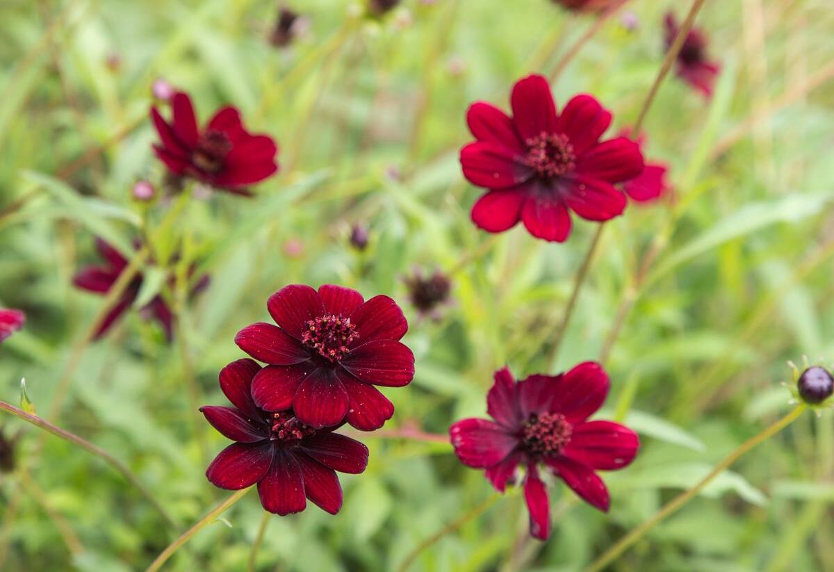 Krásenka zpeřená 'Chocolate' - Cosmos atrosanguineus 'Chocolate'